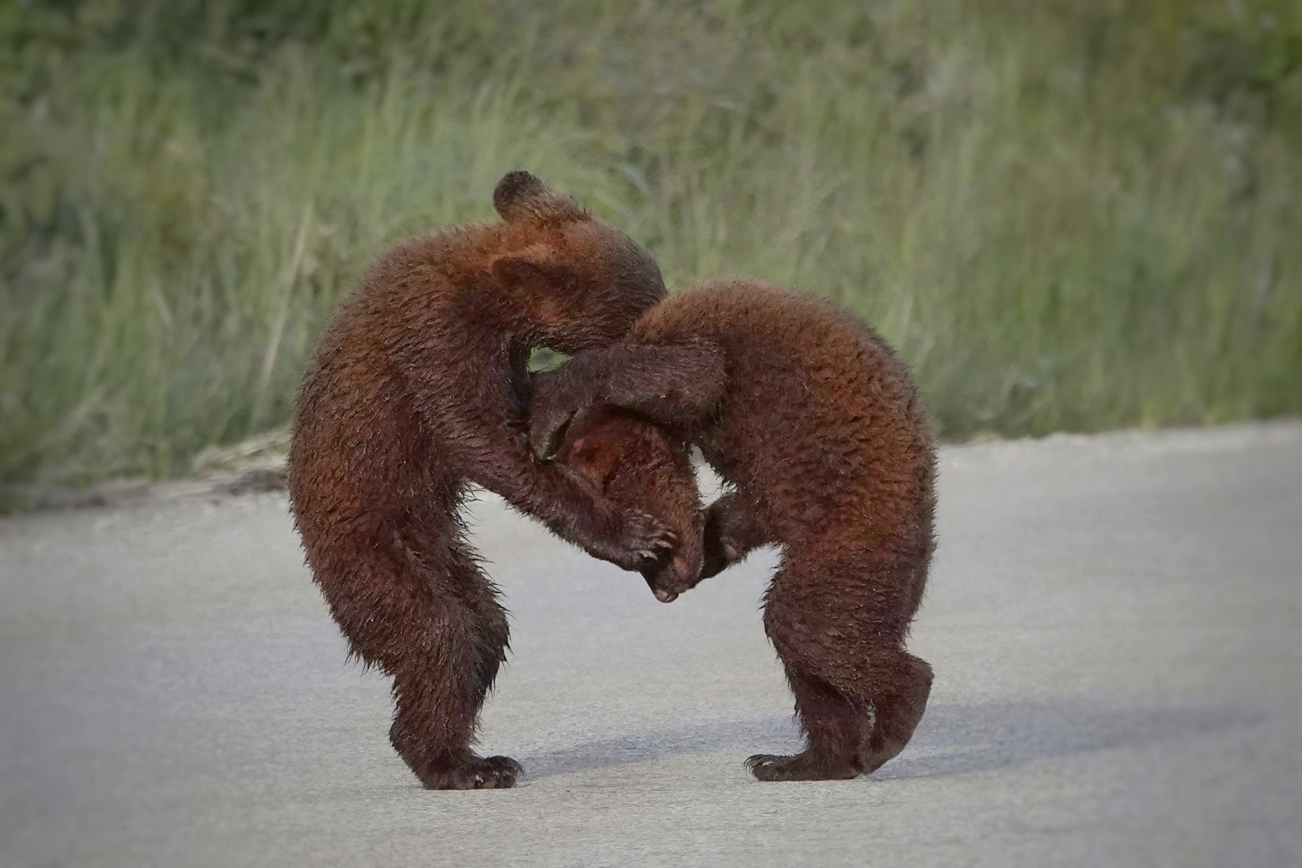 Oursons se bagarrant au bord de la route